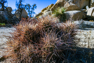 Strawberry hedgehog cactus (Echinocereus engelmannii) - a group of spiny cacti with long spines in a desert rock landscape of Joshua Tree NP, California