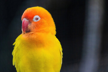 A yellow and orange bird is perched on a branch