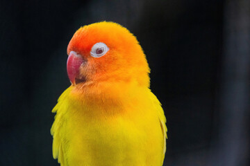 A yellow and orange bird is perched on a branch