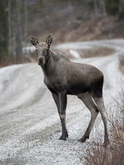 Moose or Elk, Alces alces