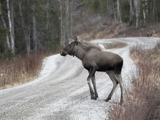 Moose or Elk, Alces alces