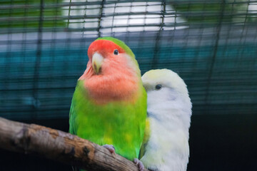 Obraz premium A green and yellow Budgerigar bird is perched on a branch