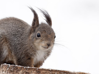 Obraz premium Red squirrel, Sciurus vulgaris