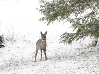 Roe deer, Capreolus capreolus,