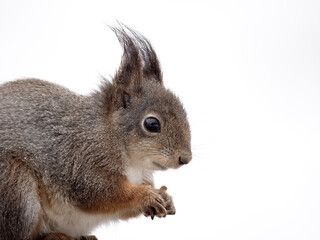 Fototapeta premium Red squirrel, Sciurus vulgaris