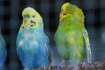 A green and yellow Budgerigar bird is perched on a branch