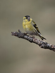 Siskin, Carduelis spinus