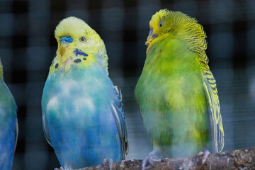 A green and yellow Budgerigar bird is perched on a branch