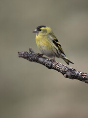 Siskin, Carduelis spinus