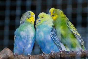 Obraz premium A green and yellow Budgerigar bird is perched on a branch