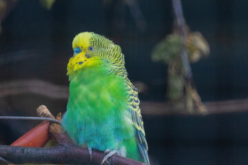 A green and yellow Budgerigar bird is perched on a branch
