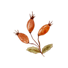 Watercolor rosehips on white background, Hand drawn vintage vector illustration