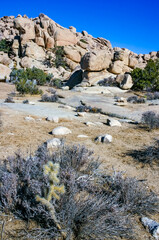 Desert stone landscape Joshua Tree, Big Rocks and Yucca Brevifolia Mojave Desert, Joshua Tree National Park, California