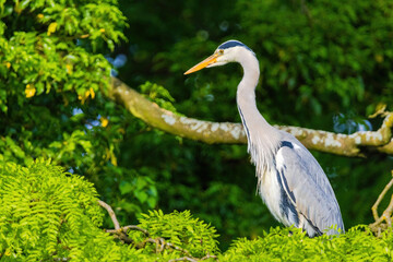 Fototapeta premium The eastern great egret, a white heron in the genus Ardea, fishing at calm water in lake