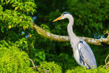 Fototapeta premium The eastern great egret, a white heron in the genus Ardea, fishing at calm water in lake
