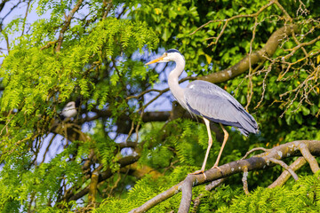 The eastern great egret, a white heron in the genus Ardea, fishing at calm water in lake