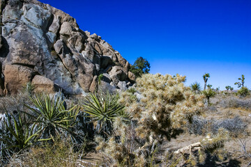 Desert stone landscape Joshua Tree, Big Rocks and Yucca Brevifolia Mojave Desert, Joshua Tree National Park, California