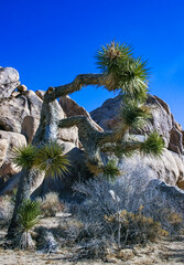 Rock landscape, Yucca Brevifolia Mojave Desert Joshua Tree National Park, CA