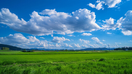 Fototapeta premium 夏の田園風景