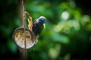 Starlings feeding