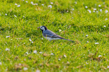 Obraz premium A small bird white wagtail is walking through a field of grass and flowers
