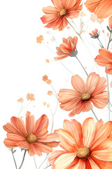 Watercolor transvaal daisies on a white background