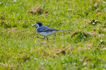 Obraz premium A small bird white wagtail is walking through a field of grass and flowers