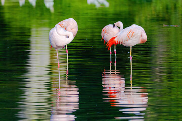 A group of flamingos are standing in water
