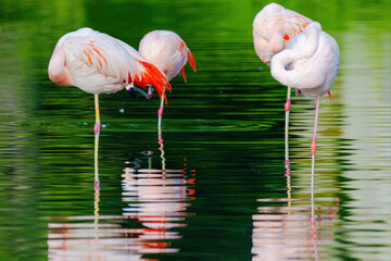 A group of flamingos are standing in water