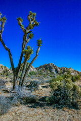 Rock landscape, Yucca Brevifolia Mojave Desert Joshua Tree National Park, CA