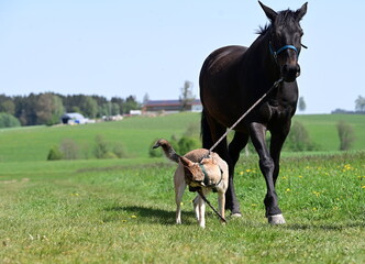 Spaziergang mit Hund und Pferd. Schäferhund führt dunkles Pferd am Strick