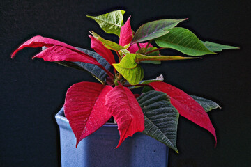 Poinsettia star of Bethlehem photographed close up.