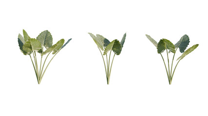 Isolated Alocasia Macrorrhiza plant for post production.