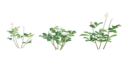 Isolated Arachis Pintoi plant for post production.