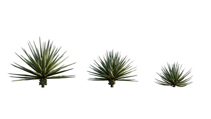 Isolated Agave Angustifolia plant for post production.