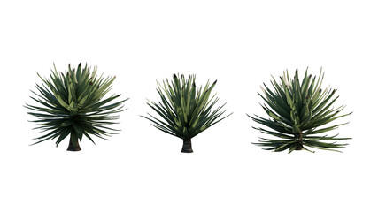 Isolated Agave Sisalana plant for post production.