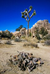 Chenille Prickly Pear Cactus (Opuntia aciculata) - Mojave Desert, Joshua Tree National Park, CA