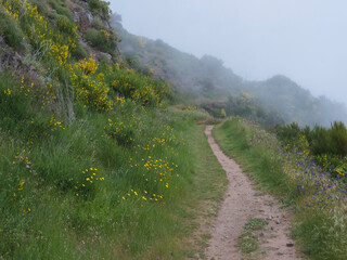 footpath in green foggy misty mountains covered with yellow and purple flowers at hiking trail PR12...