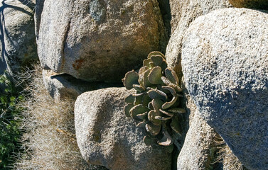 Chenille Prickly Pear Cactus (Opuntia aciculata) - Mojave Desert, Joshua Tree National Park, CA