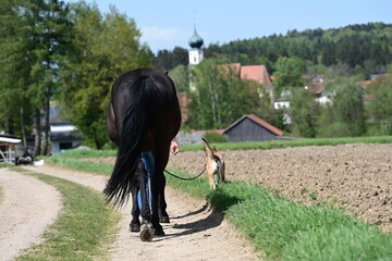 Spaziergang mit Hund und Pferd. Schäferhund führt dunkles Pferd am Strick