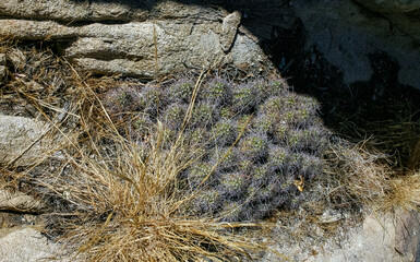 Echinocereus maritimus - group of cacti among rocks in rock desert in Joshua Tree National Park,...