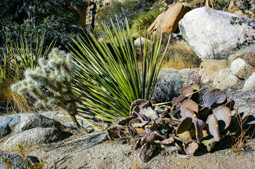 Cacti, yuccas and conifers among rocks in the rock desert in Joshua Tree National Park, California