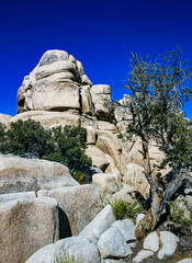 Cacti, yuccas and conifers among rocks in the rock desert in Joshua Tree National Park, California