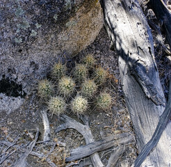 Echinocereus enneacanthus - group of cacti among rocks in rock desert in Joshua Tree National Park, California