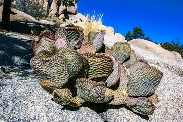 Chenille Prickly Pear Cactus (Opuntia aciculata) - Mojave Desert, Joshua Tree National Park, CA