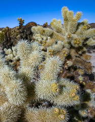 (Cylindropuntia bigelovii) - cactus shape with long silvery spines with rock desert near Joshua...
