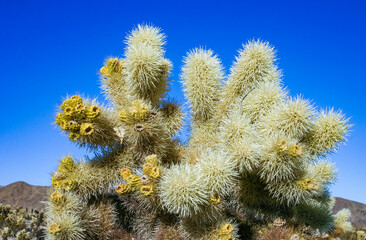(Cylindropuntia bigelovii) - cactus shape with long silvery spines with rock desert near Joshua...