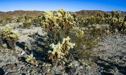 Teddy-bear cholla (Cylindropuntia bigelovii) - desert landscape, large thickets of prickly pear...