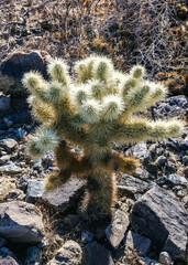 (Cylindropuntia bigelovii) - cactus shape with long silvery spines with rock desert near Joshua...