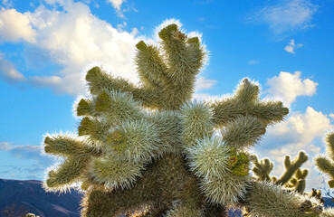 (Cylindropuntia bigelovii) - cactus shape with long silvery spines with rock desert near Joshua...